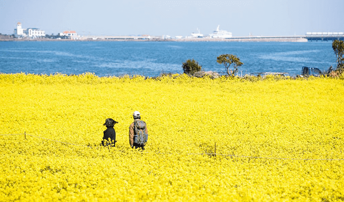 Đà Nẵng Hàn Quốc Đảo Jeju 3 Ngày 3 Đêm